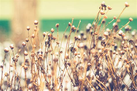 WPF Button Animation 的图像结果