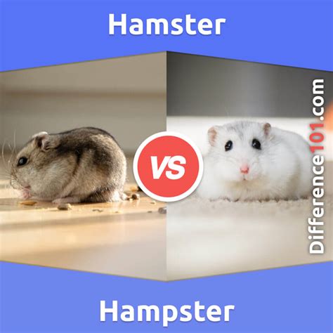 Python vs Hamster 的图像结果