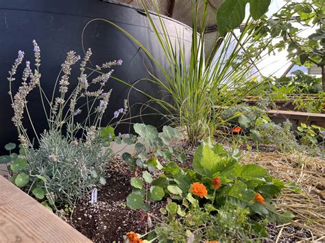 The Art of Growing Lavender - Growing Spaces Greenhouses : Growing ...