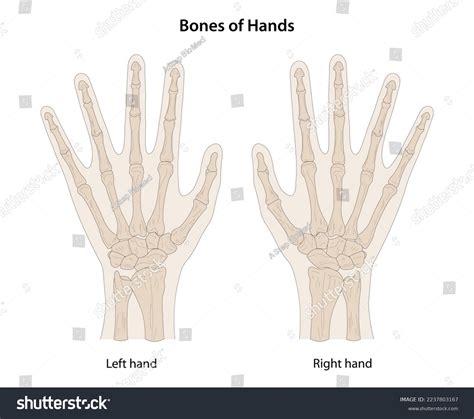 Bones Hands Dorsal Posterior View Stock Vector (Royalty Free) 2237803167 | Shutterstock
