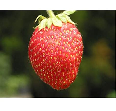 National Gardens Selva Strawberry Seeds (Multicolour, Pack of 20 Seeds ...