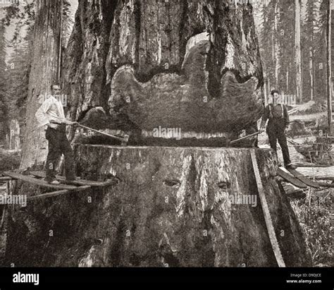 Giant Sequoias Redwood Trees Pictures Redwood