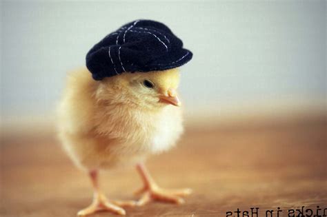 Animal Wallpapers 的图像结果