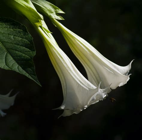 25 Poisonous Plants and Flowers - Toxic Plants That Could Kill You