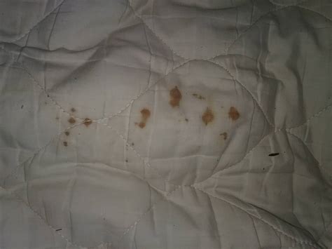 Identify: are these bed bug stains? : r/Bedbugs