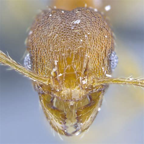 Pheidole - The Ants of Saiyuen