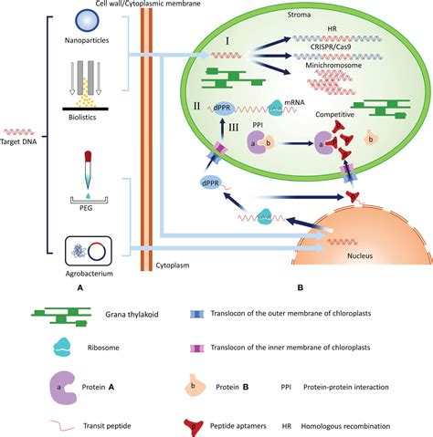 Frontiers | Development of chloroplast transformation and gene ...