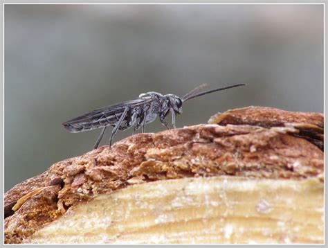 Galerie » Blanokřídlí (Hymenoptera)