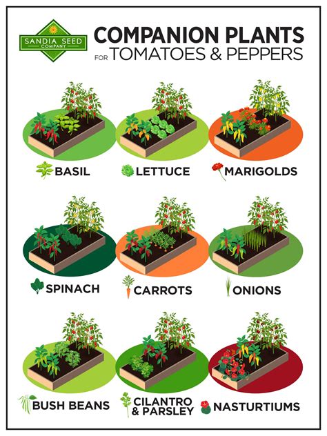 Companion Plants for Tomatoes and Peppers – Sandia Seed Company