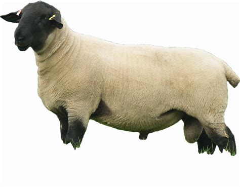 Pedigree Suffolk Sheep | Logie Durno Sheep