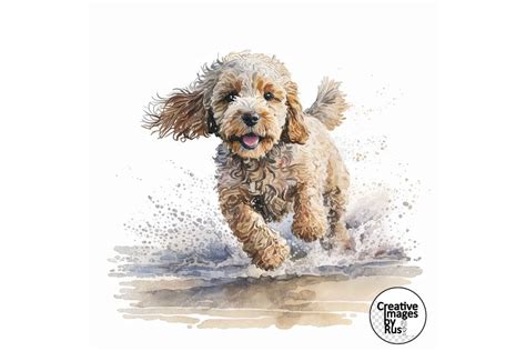 Image result for Cream Cockapoo Adult