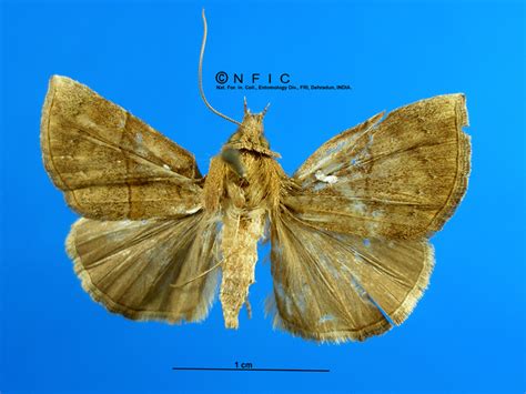 NFIC Database