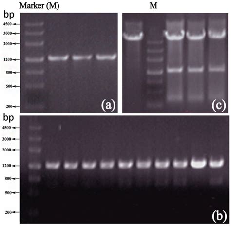 Polymers | Special Issue : Carbohydrate Polymers: Synthesis ...