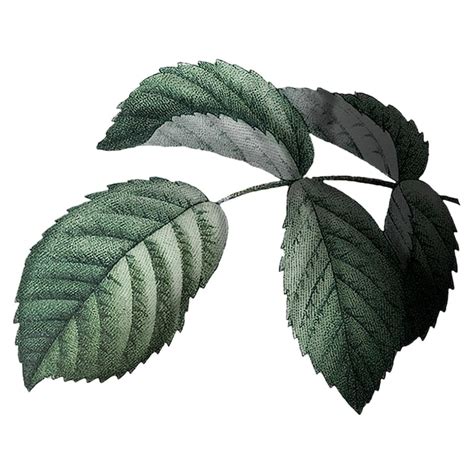 Vintage leaf Photos - Download Free High-Quality Pictures | Freepik