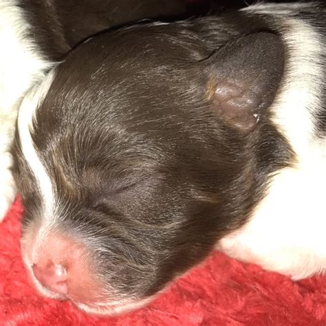 Image result for Cockapoo for Sale Cork