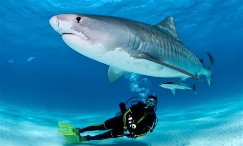 Top 5 Destinations for Scuba Diving with Sharks - DeepDive