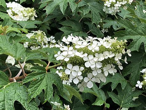 Best Oakleaf Hydrangea For Full Shade at Liam Mckillop blog