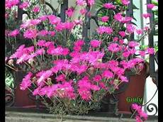 piante grasse fiori fucsia le mie piantine grasse piante succulente il guardiano piante grasse fiori fucsia le mie piantine grasse piante succulente il guardiano
