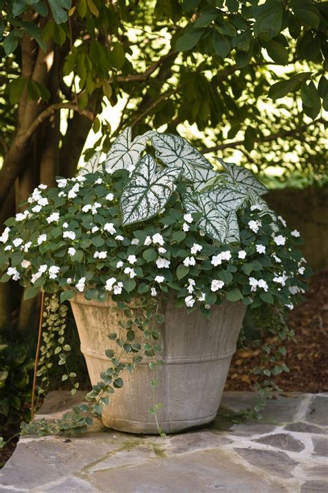 falkner gardens. | Garden containers, Shade garden, Container plants