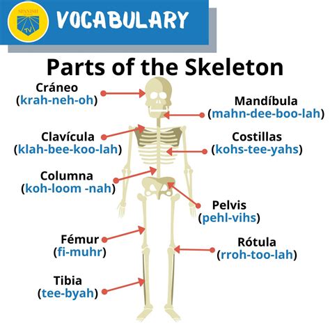 39 diagram of body parts in spanish