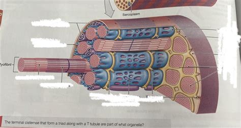 Image result for Skeletal Muscle Fiber Structure