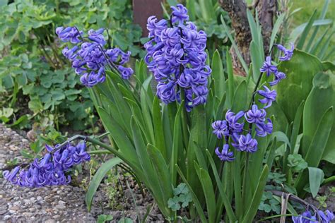Hyacinthus orientalis