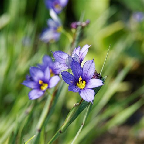 Blue-eyed grasses (Sisyrinchium) Flower, Leaf, Care, Uses - PictureThis