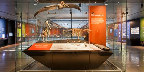 History Museum 的图像结果