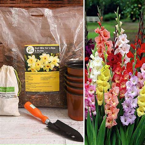 Graceful Gladiolus - Garden Pack – Loveforplants