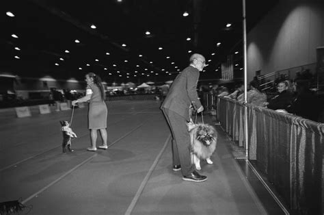 Looks Weren’t Everything at the Rose City Classic Winter Dog Show