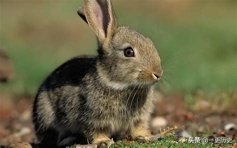 世界上最小的兔子，是不是很可愛，是不是很想養一隻呢！ - 每日頭條