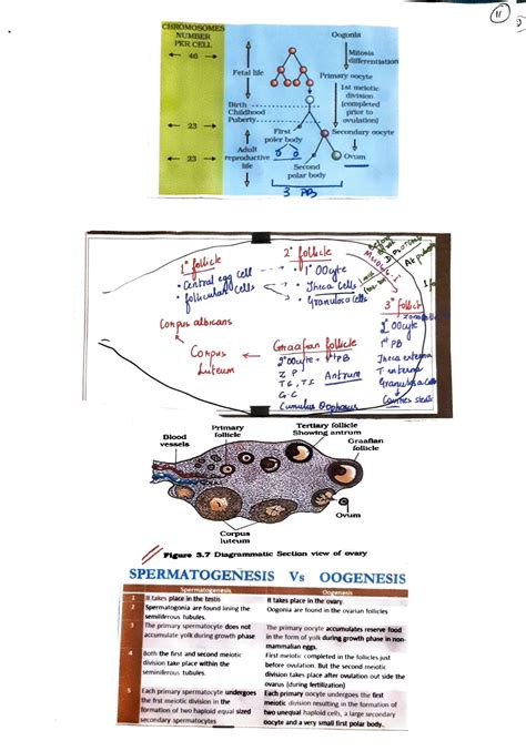 Image result for Reproduction in Human Beings Class 12