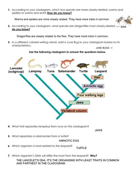 Image result for Cladogram Practice Worksheet
