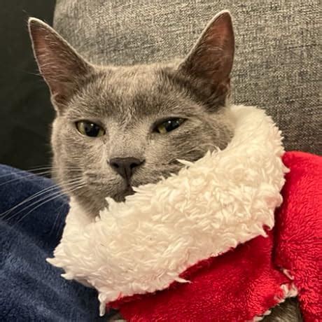 Creative Pebble X Plus 2.1 USB-C Computer Speakers with Subwoofer and ...