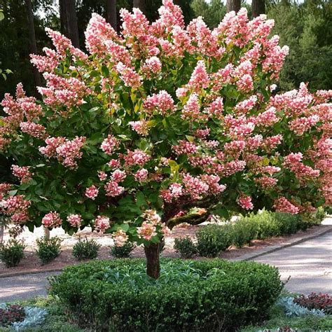 Image result for Pruning Quick Fire Tree Form Hydrangea
