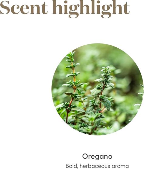 YoungLiving Young Living Oregano Essential Oil 5 ml 100% Pure & India ...