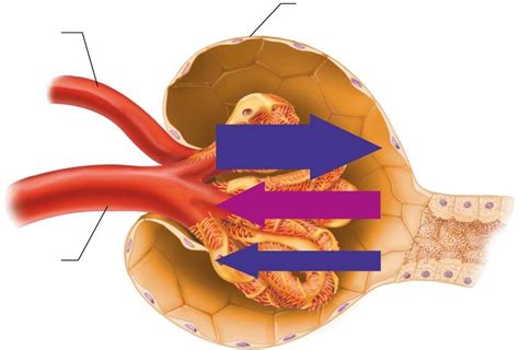 Image result for Net Filtration Rate Kidneys