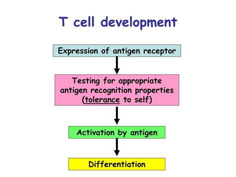 Image result for T Lymphocyte Development