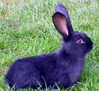 Image result for Rabbit Animal Blue