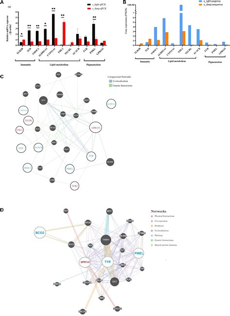 Frontiers | Characterization of Chicken Skin Yellowness and Exploration of Genes Involved in ...
