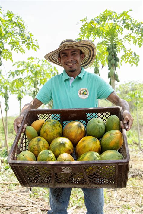 Papaya In Spanish Colombia at Chastity Fruge blog