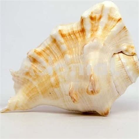 GAYATRI 5 Mukhi Blowing Shankh Pure Natural Shell Big Size(5 Inches ...