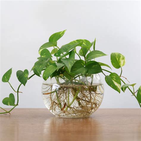 How To Propagate Pothos Plants: A Simple How-To Guide