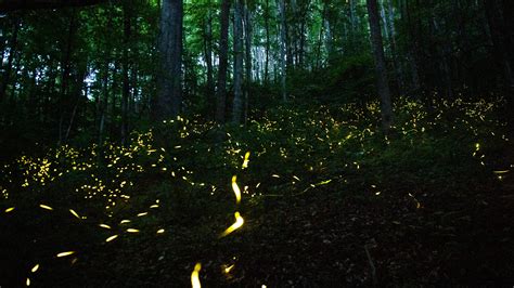 How to see synchronous fireflies in Great Smoky Mountain National Park