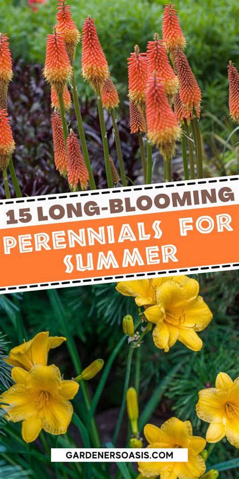 15 Long Blooming Perennials That Will Fill Your Garden With Flowers