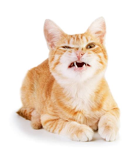 Image result for Cat Delete O2 Sensor