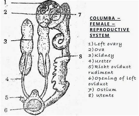 Image result for Male Bird Reproductive System