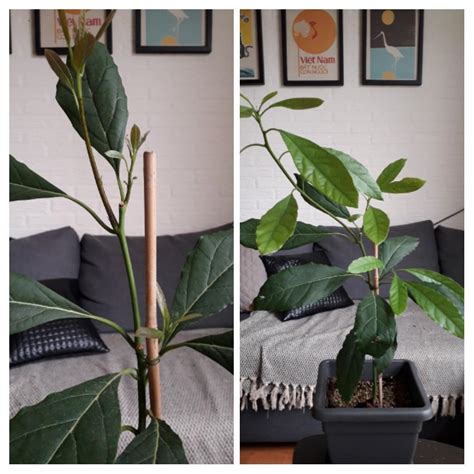 May 19th - june 2nd Avocado plant after pruning : r/Plant_Progress