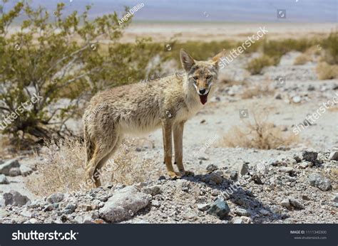 1,572 Death Valley Animal Images, Stock Photos & Vectors | Shutterstock