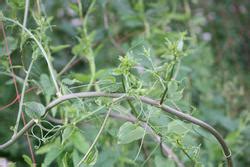 Image result for Distorted Pattern
